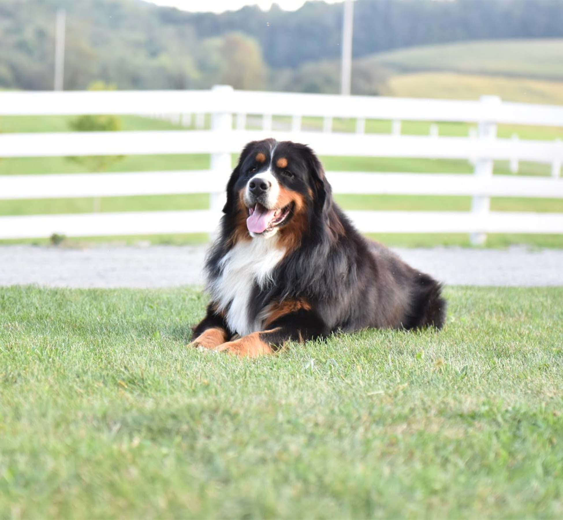 Mopar Highland Meadow Bernese and